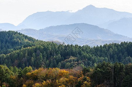 秋季森林山地景观叶子通道下雨针叶松树地平线环境黄色树木风景图片