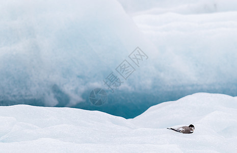 Jokulsarlon的鸟人 冰岛的一个大冰川湖灾难野生动物荒野湖泊旅行燕鸥蓝色国家环境海景图片