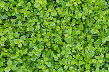 fujian茶树灌木 fujian茶灌木 花园绿色植物叶子文化装饰旅游衬套旅行游客古董风格种植园图片