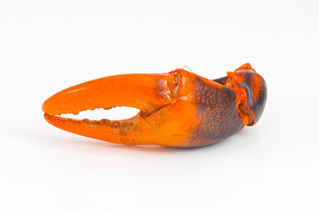 孤立在白色上的煮螃蟹爪橙子海洋食物爪子动物群小龙虾海鲜宏观餐厅炙烤图片