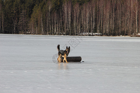 冰冻湖上的阿尔萨特狗幸福森林动物女性宠物白色太阳图片