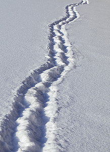 积雪中的脚步勘探白色打印晴天风景痕迹阳光人行道娱乐踪迹图片