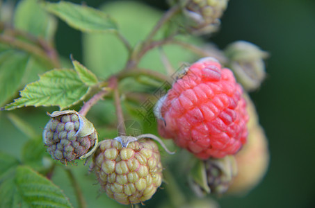 收紧成熟的草莓叶子园艺季节宏观生物生长收成食物植物饮食图片