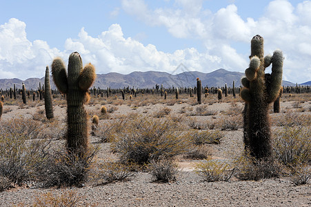 Cardones国家公园普纳山谷公园沙漠高度旅游山脉国家干旱旅行图片