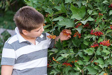 少年男孩关于灌木生子公园浆果青少年植物荚蒾孩子花园眼镜红色图片
