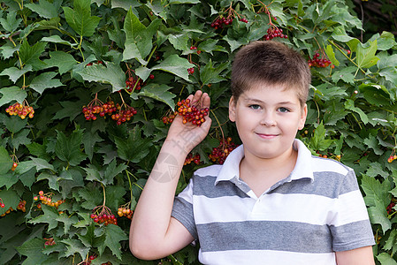 少年男孩关于灌木生子浆果植物荚蒾公园青少年红色孩子眼镜花园图片