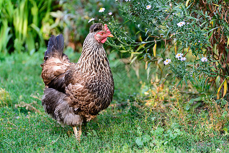 在院子里产鸡蛋棕色红色家禽农业花朵公鸡翅膀鸟类农场动物图片
