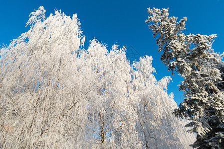 阳光明媚的美丽的冬季森林暴风雪衬套场地季节场景大路天空车道太阳阴影图片