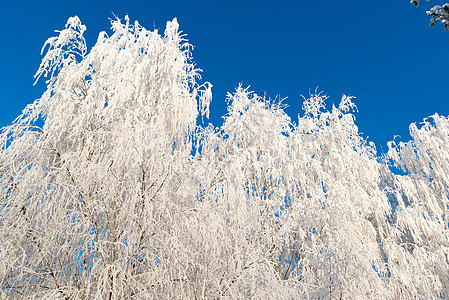 阳光明媚的美丽的冬季森林暴风雪公园季节天气衬套车道太阳蓝色人行道松树图片