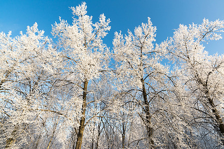 秋叶雪霜阳光明媚的美丽的冬季森林暴风雪大路阴影天气旅行蓝色公园场景太阳车道背景
