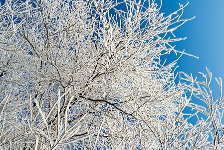 阳光明媚的美丽的冬季森林国家大路天空太阳场景场地天气公园松树衬套图片