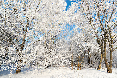 阳光明媚的美丽的冬季森林天气太阳国家人行道场地蓝色季节阴影场景旅行图片