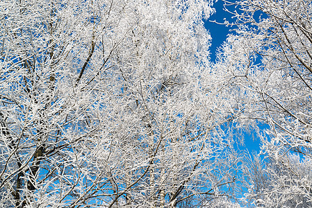 阳光明媚的美丽的冬季森林天空国家季节车道曲目公园暴风雪人行道场景太阳图片