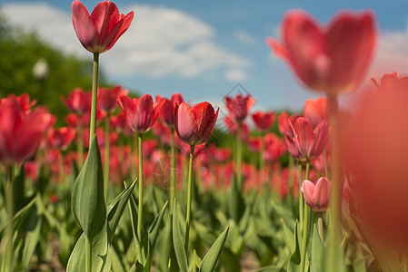 公园中的红色郁金香花群 春色背景模糊生长生态花园紫色场地团体花瓣植物季节庆典图片