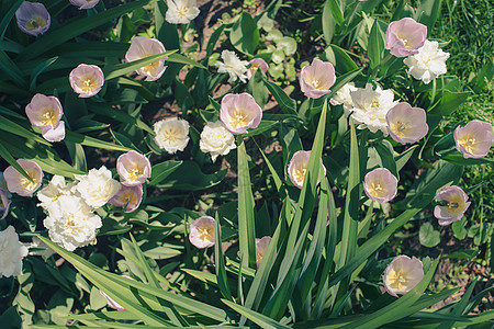 公园中的红色郁金香花群 春色背景模糊植物礼物旅行紫色团体庆典花瓣花园场地叶子图片