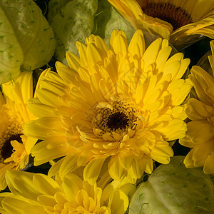 黄色的菊花植物群花瓣植物学宏观花束植物活力图片