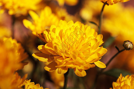 黄青菊花花园花瓣黄色植物图片