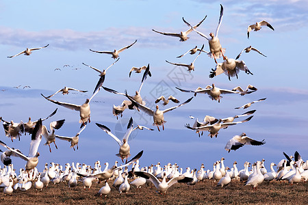 雪鹅飞上天白色乡村团体翅膀鸟类人群移民蓝色动物野生动物图片