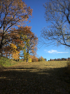 秋季叶子棕色蓝色蓝天树木绿色黄色图片