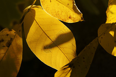 秋季 秋季装饰 纹理或背景蓝色季节光束晴天生长日落衬套太阳植物橙子图片