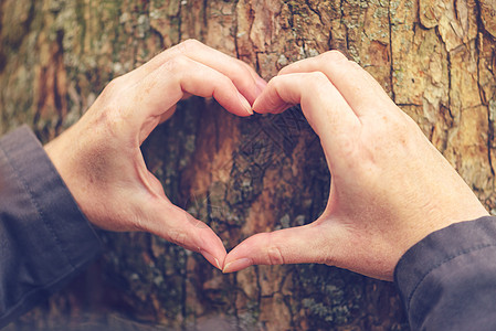 女性双手在树干上植入心脏标志 生态概念阳光林业环境环境保护成人女士森林木材公园树木图片