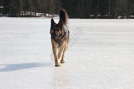 冰冻湖上的阿尔萨特狗幸福森林宠物太阳动物白色女性图片