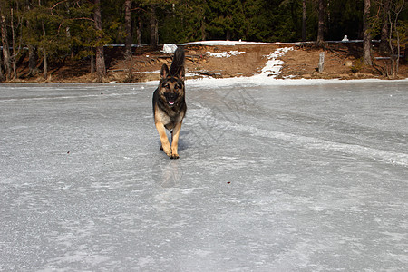 冰冻湖上的阿尔萨特狗宠物动物白色女性太阳森林幸福图片