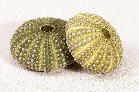 沙上绿色海胆的海壳图片
