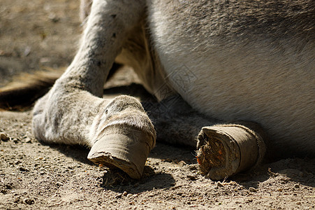 一个懒惰的灰色驴子的一部分 躺在地上图片