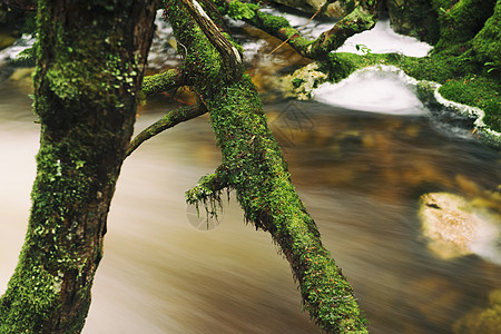 摇篮山Knyvet瀑布环境公园森林苔藓岩石薄雾溪流绿色瀑布风景图片