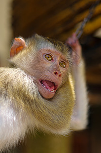 泰国连锁链中年轻棕色马加卡猴子疼痛惩罚手指猕猴环境头发房子监狱动物园哺乳动物图片