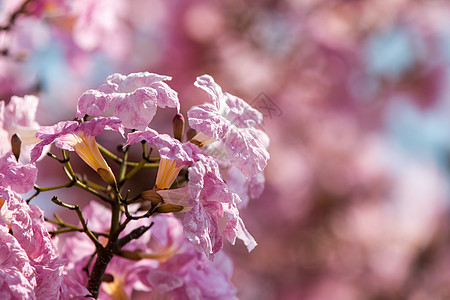 马来西亚 Sakura 补丁图片