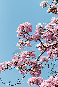 马来西亚 Sakura (塔科马语)图片