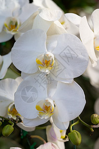 花兰花兰花黄色植物白色脆弱性情调绿色异国花瓣叶子图片