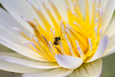 白莲粉植物学公园百合植物漂浮热带荷花蜜蜂植物群花粉图片
