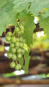 有绿叶的葡萄季节性植物葡萄园绿色水果团体藤蔓农业叶子收成背景图片