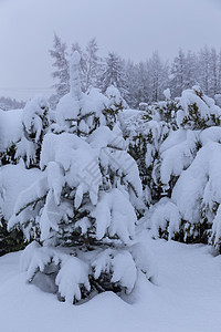 冬天 寒冷 温度 雪 白色 颜色 俄罗斯旅行乡村季节公园天气场景图片