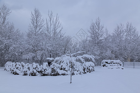 冬天 寒冷 温度 雪 白色 颜色 俄罗斯乡村公园天气旅行季节场景图片