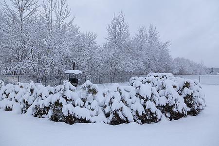 冬天 寒冷 温度 雪 白色 颜色 俄罗斯乡村天气场景季节旅行公园图片