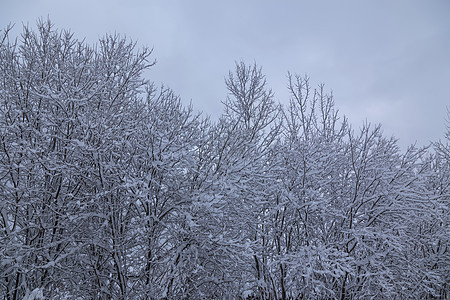 冬天 寒冷 温度 雪 白色 颜色 俄罗斯天气场景旅行公园乡村季节图片