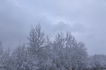 冬天 寒冷 温度 雪 白色 颜色 俄罗斯公园场景天气旅行季节乡村图片