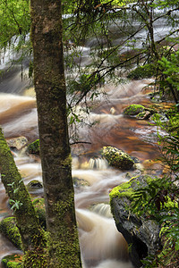 塔斯马尼亚州纽维尔溪荒野薄雾瀑布森林绿色苔藓风景环境公园流动图片