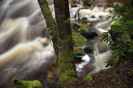 塔斯马尼亚州纽维尔溪绿色风景流动岩石溪流公园薄雾苔藓瀑布森林图片
