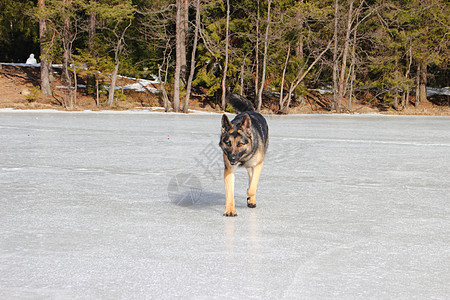 冰冻湖上的阿尔萨特狗幸福森林太阳宠物动物女性白色图片