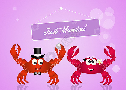 螃蟹结婚海上生活珍珠红色夫妻婚姻男性插图动物婚礼配偶背景图片