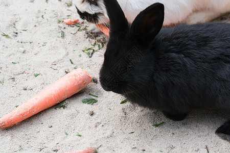 黑兔子和胡萝卜毛皮老兵萝卜哺乳动物柔软度概念干草兽医专用宠物图片