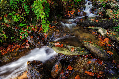 秋小溪的石头流动绿色公园季节环境瀑布岩石黄色荒野叶子图片