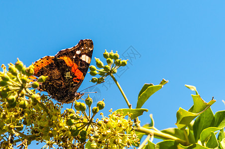 蝴蝶在一朵花上季节女士植物宏观鳞翅目翅膀荒野昆虫野生动物花园图片