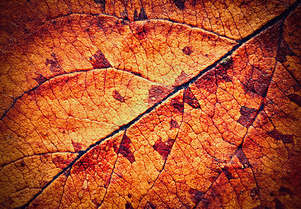 细细的干枯秋叶树图片