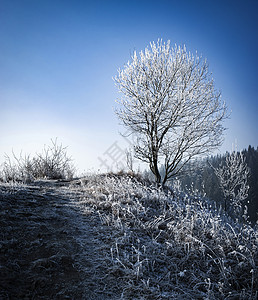 寒霜覆盖的树木冬季风景图片